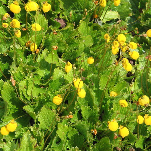 Calceolaria Filicaulis