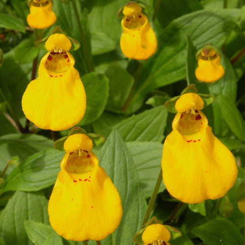 Calceolaria Ohn Innes