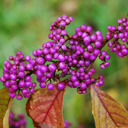 Callicarpa Bodinierii5
