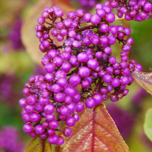 Callicarpa Bodinierii