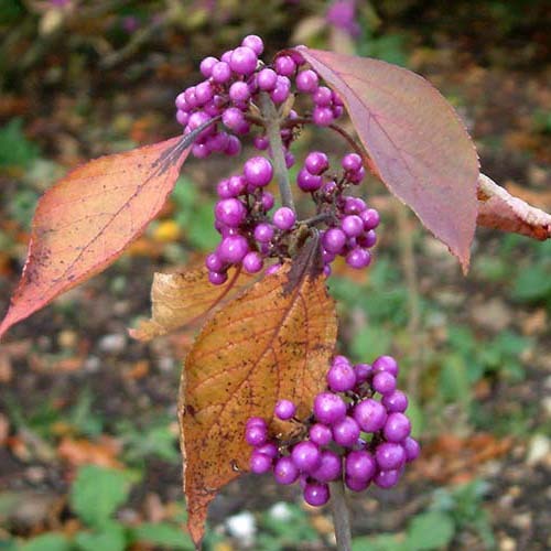 Callicarpa Bodinieri