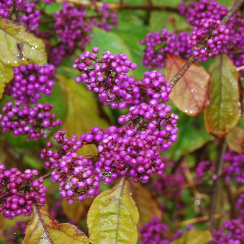 Callicarpa Bodinierii