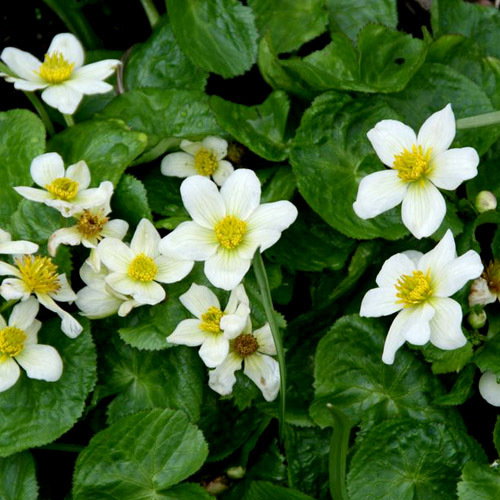 Caltha Palustrus Alba