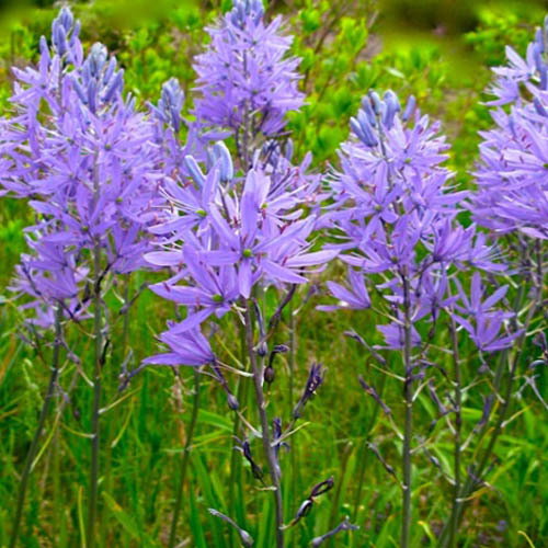 Camassia Cusickii