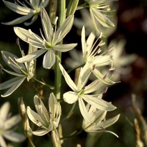Camassia Leichtlinii Cream