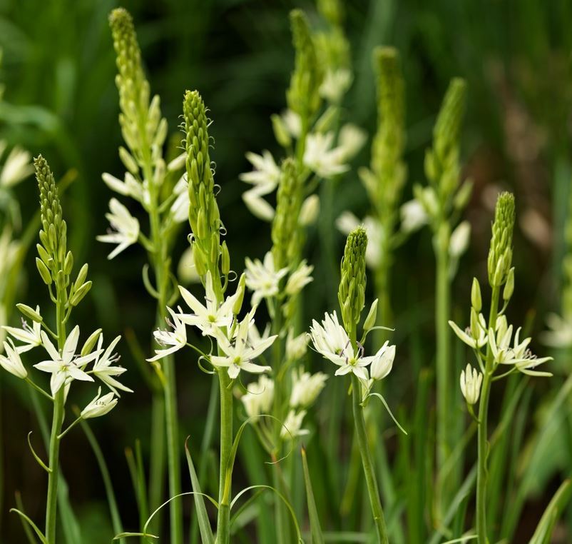Camassia Leichtlinii Sacajawea