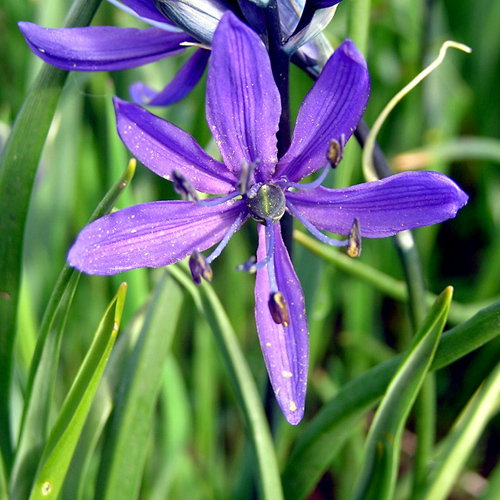 Camassia Quamash