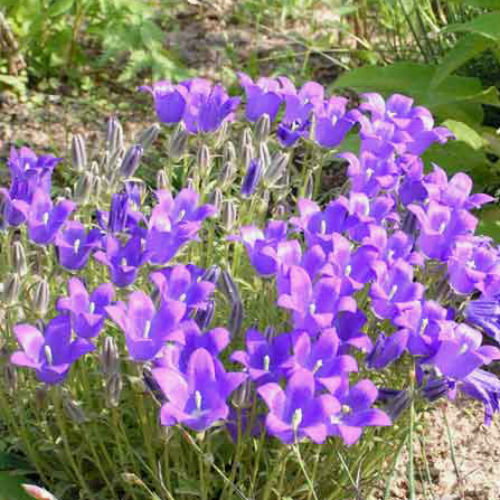 500 Campanula Argyrotricha