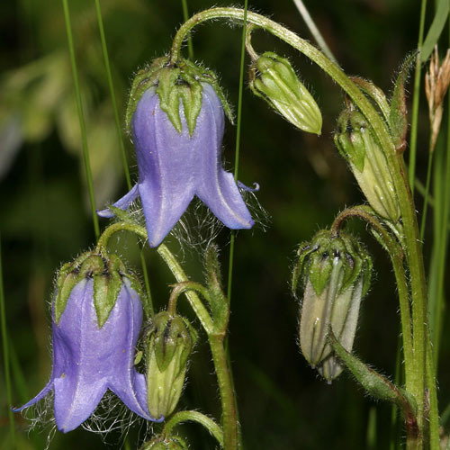 Campanula Barbata