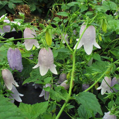 Campanula Burghgaltii