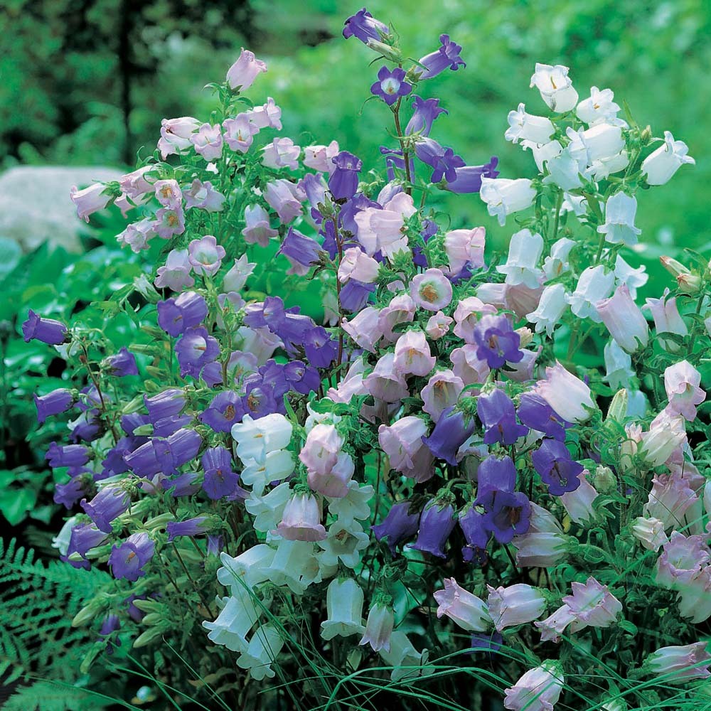 Campanula Canterbury