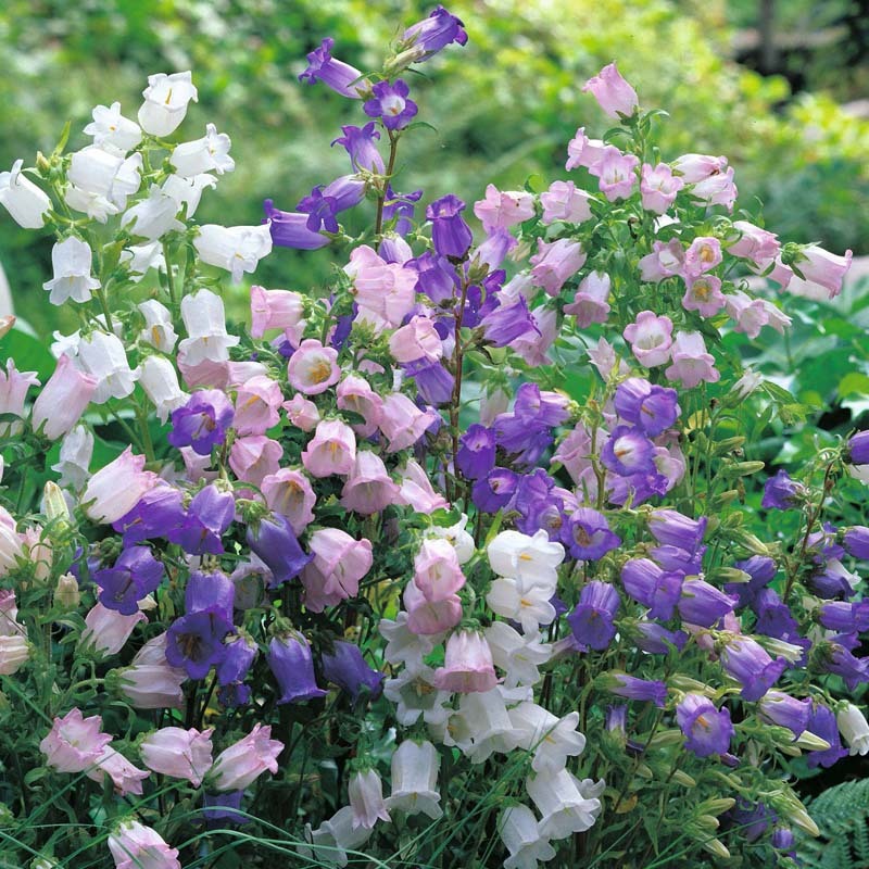 Campanula Canterbury Bells