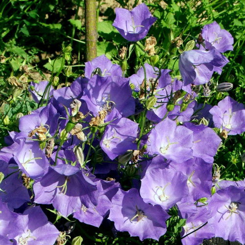Campanula Carpatica