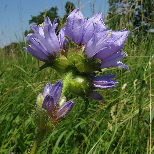 Campanula Cervicaria
