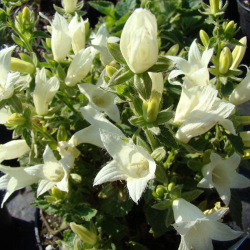 Campanula Dolmitica