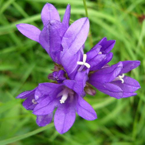 Campanula Glomerata