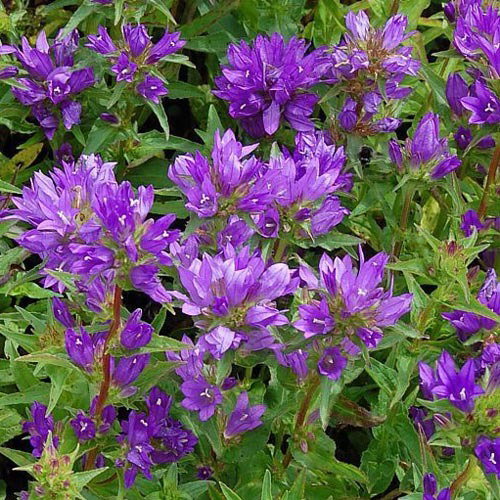 Campanula Glomerata Acaulis