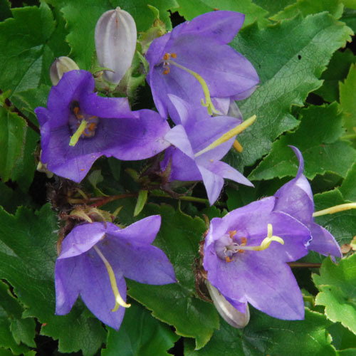 Campanula Kemulariae