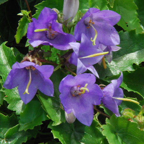 Campanula Kemulariae