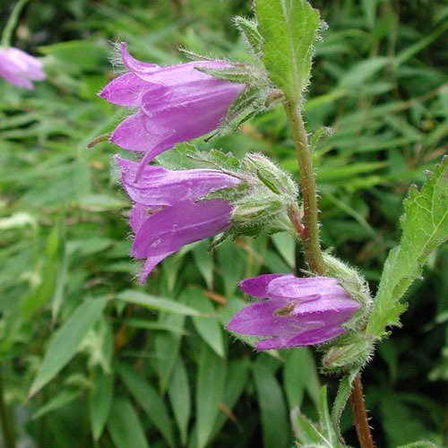 Campanula Kolentiana