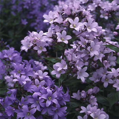 Campanula Lactiflora Prichard S Variety