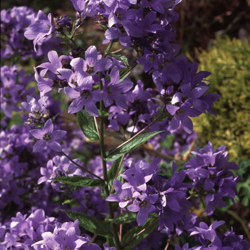 Campanula Prichard S Variety