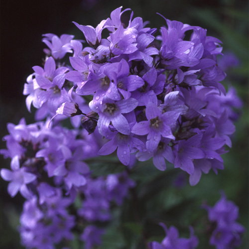 Campanula Lactiflora Prichard S Variety