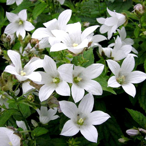 Campanula Lactiflora White