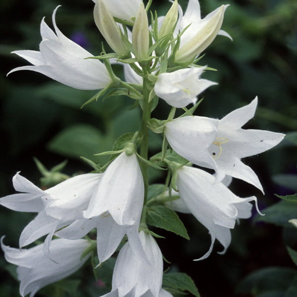 Campanula Latifolia Alba