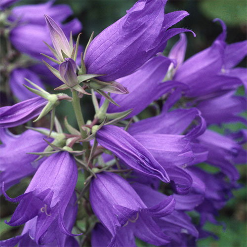 Campanula Latifolia Brantwood