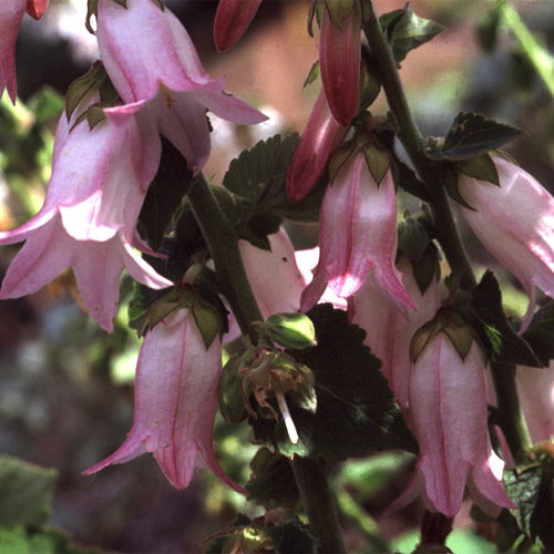 Campanulamakaschvilii900