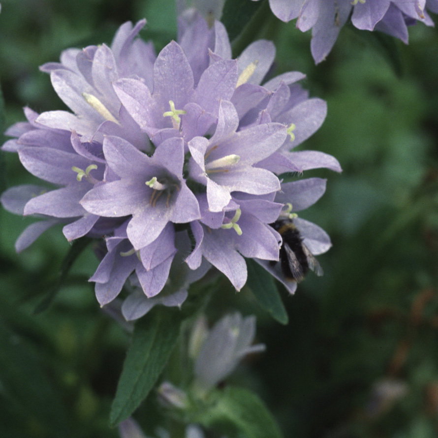 Campanula Moesiaca