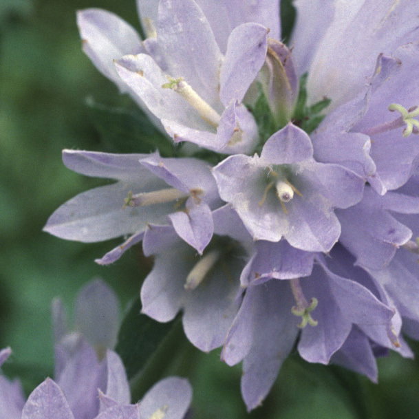 Campanula Moesiaca