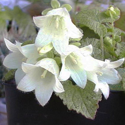 Campanula Ochroleuca