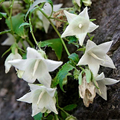 Campanula Pendula