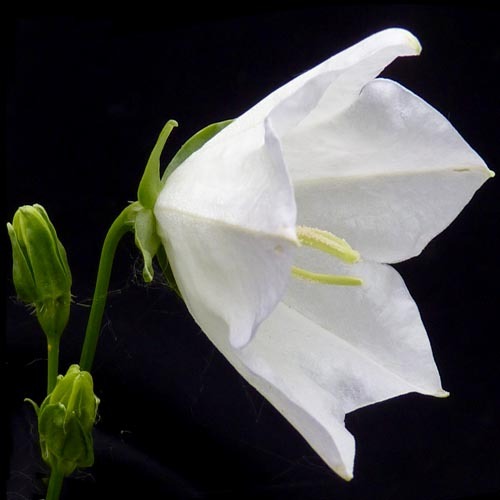 Campanula Persicifolia Alba