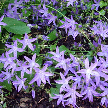 Sq Campanula Poscharskyana