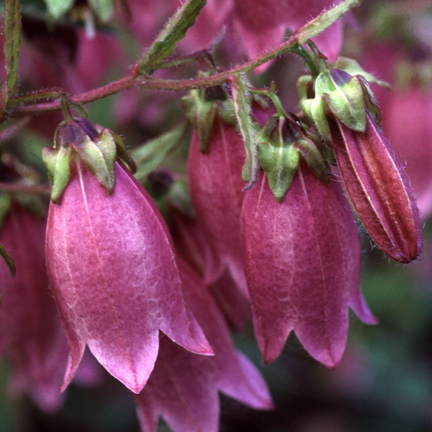 Campanula Punctata Beetroot
