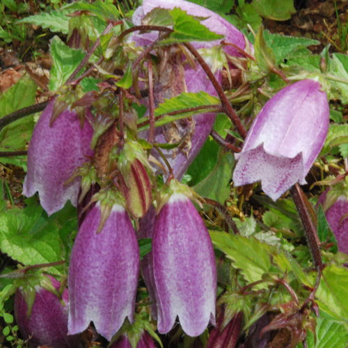 Campanula Punctata Nana