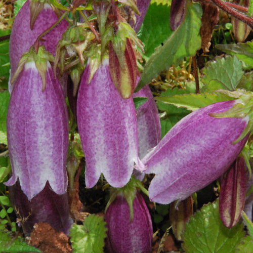 Campanula Punctata Nana2