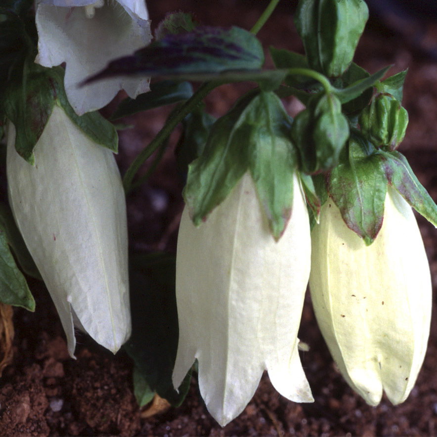 Campanula Punctata Nana Alba