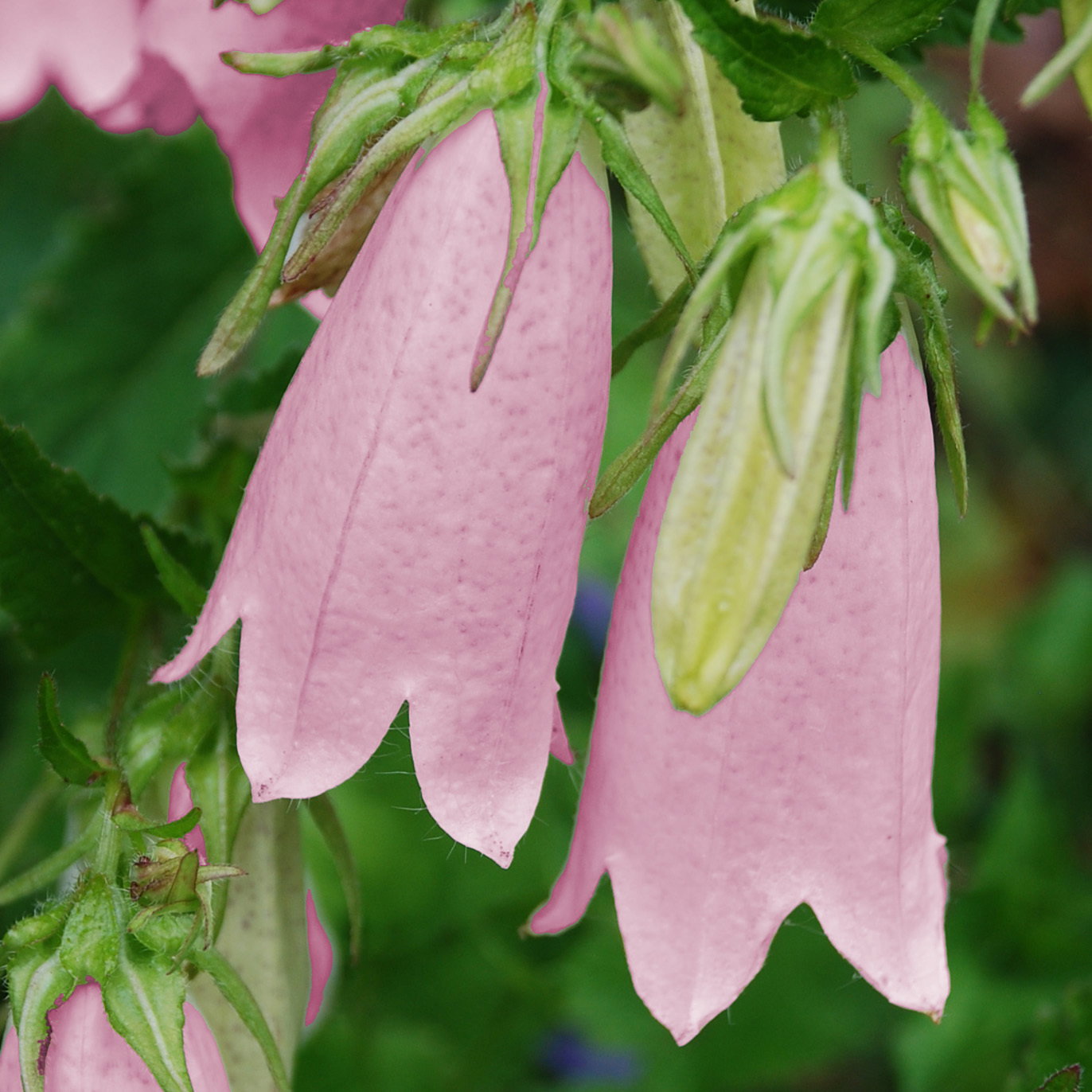 Campanula Party Pink
