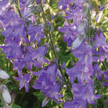 Campanula Rigidipila