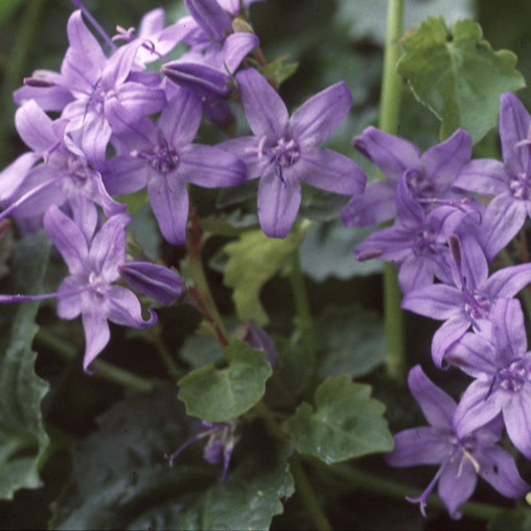 Campanula Rockery Mixed