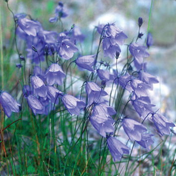 Campanula Rotundifolia