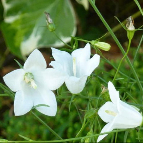 Campanula Rotundifolia White Gem