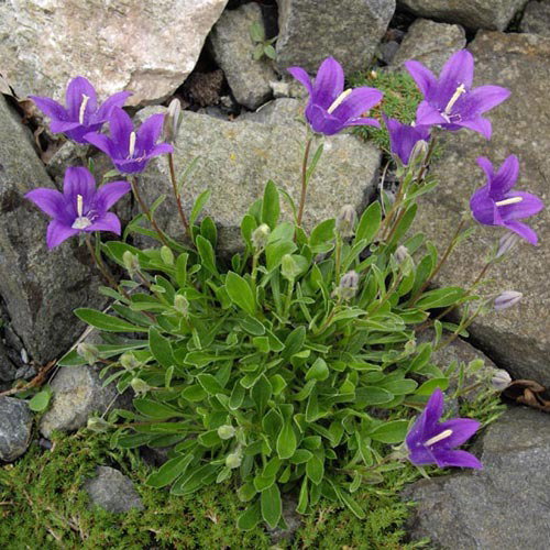 Campanula Saxifraga