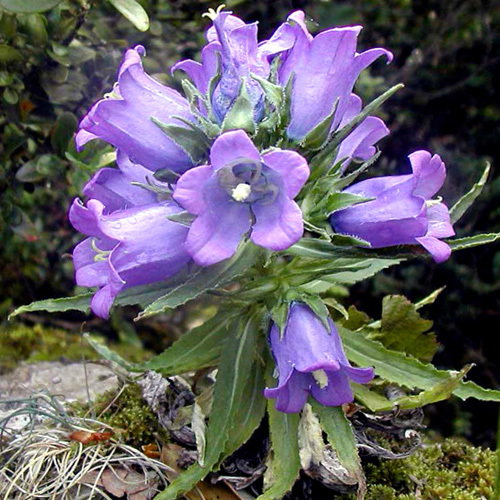Campanula Speciosa