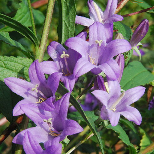 Campanula Takhtadzhianii