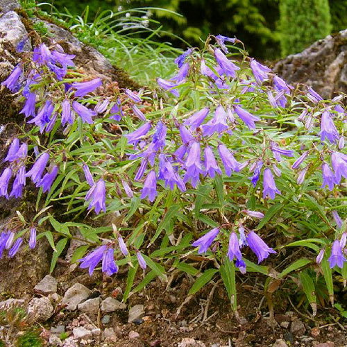 Campanula Tommasiniana
